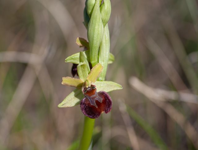 Ophrys della sezione Araniferae